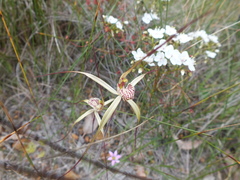 Caladenia varians