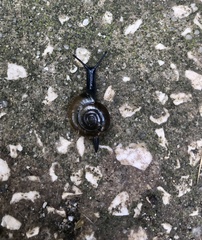 Oxychilus draparnaudi