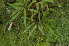 Lygodium articulatum