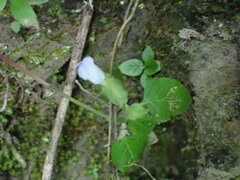 Torenia fournieri