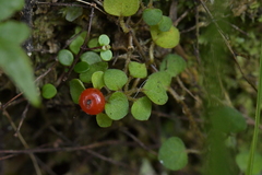 Nertera dichondrifolia
