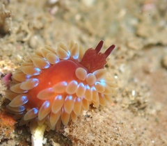 Caldukia rubiginosa