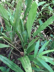 Phaius pulchellus sandrangatensis