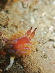 Caldukia rubiginosa