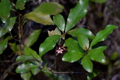 Alseuosmia banksii