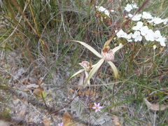 Caladenia varians