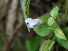 Torenia fournieri