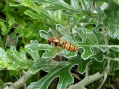 Episyrphus