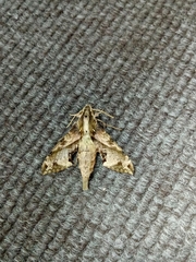 Eupanacra elegantulus