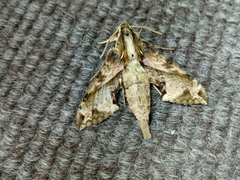 Eupanacra elegantulus