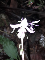 Calanthe sylvatica image