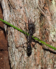 Myrmecia pyriformis