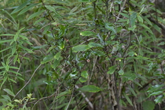 Alseuosmia banksii