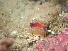 Caldukia rubiginosa