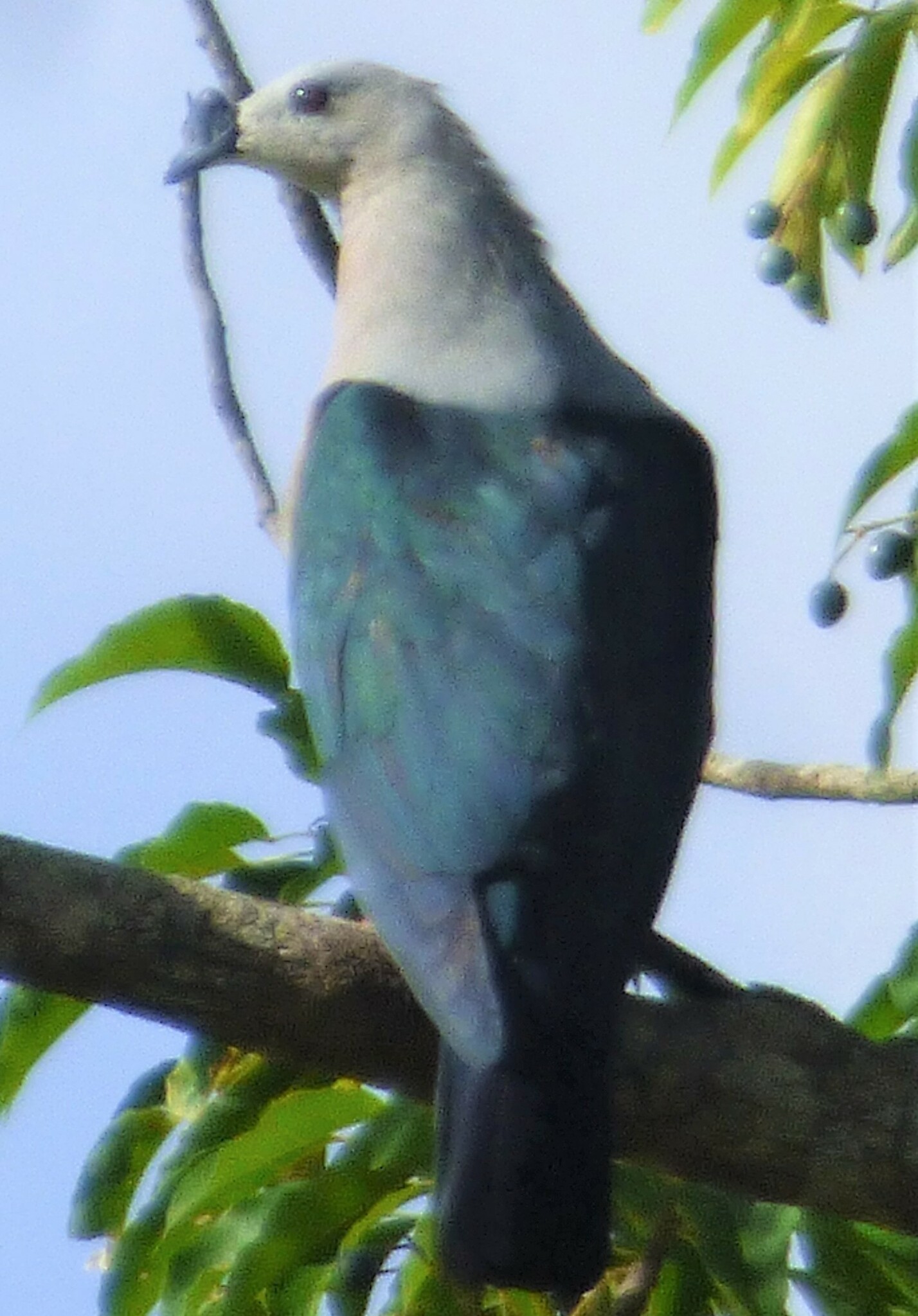 Baker's Imperial-Pigeon illustration