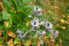 Eryngium alpinum