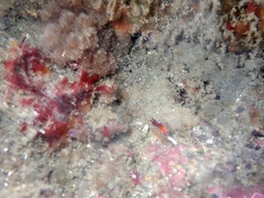 Caldukia rubiginosa