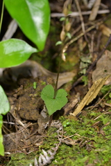 Acianthus sinclairii