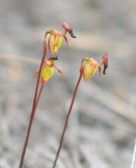 Caleana nigrita