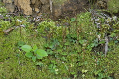 Acianthus sinclairii