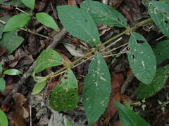 Callicarpa formosana formosana
