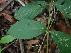 Callicarpa formosana formosana