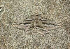 Menophra harterti