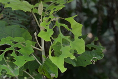 Brachyglottis repanda