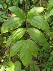 Tectaria polymorpha