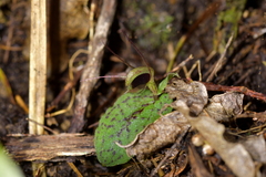 Corybas oblongus