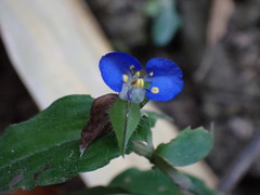 Commelina