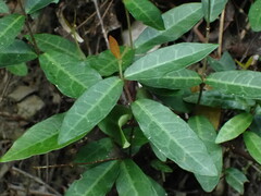 Trachelospermum