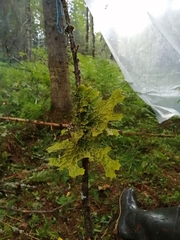Lobaria