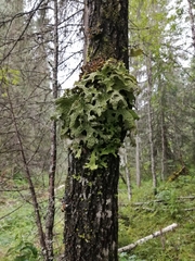 Lobaria