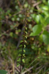 Lindsaea linearis