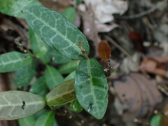 Trachelospermum