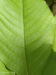 Tectaria polymorpha