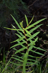 Veronica macrocarpa