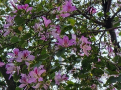 Bauhinia variegata