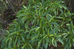 Brachyglottis kirkii