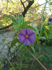 Lycianthes rantonnetii