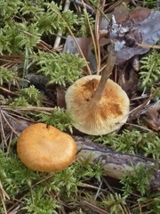 Gymnopilus