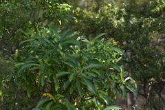 Brachyglottis kirkii