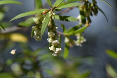 Leucopogon fasciculatus