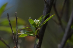 Leucopogon fasciculatus