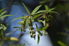 Leucopogon fasciculatus