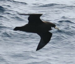 Procellaria aequinoctialis