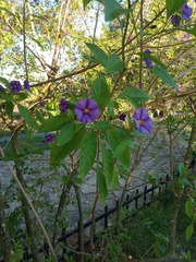 Lycianthes rantonnetii