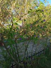 Lycianthes rantonnetii
