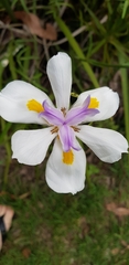 Dietes
